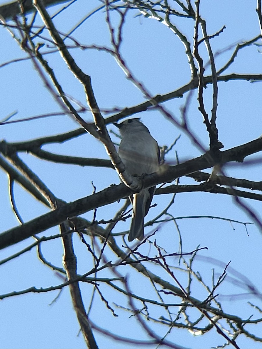 Tufted Titmouse - ML638273206