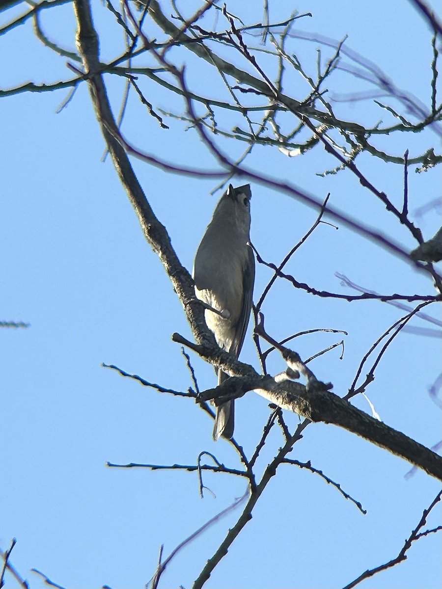 Tufted Titmouse - ML638273207