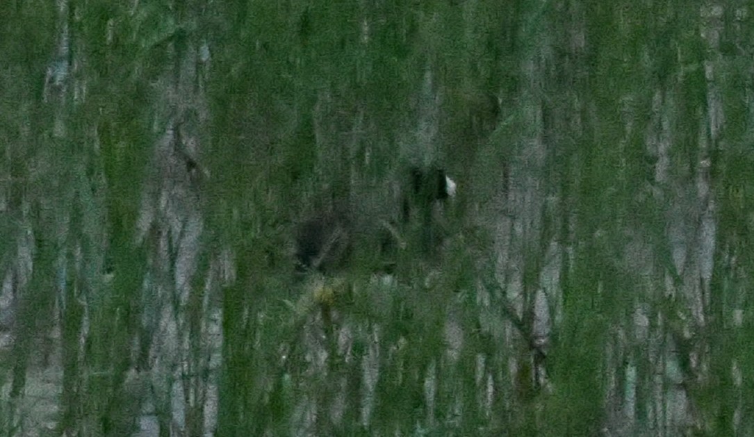 American Coot - ML638273214