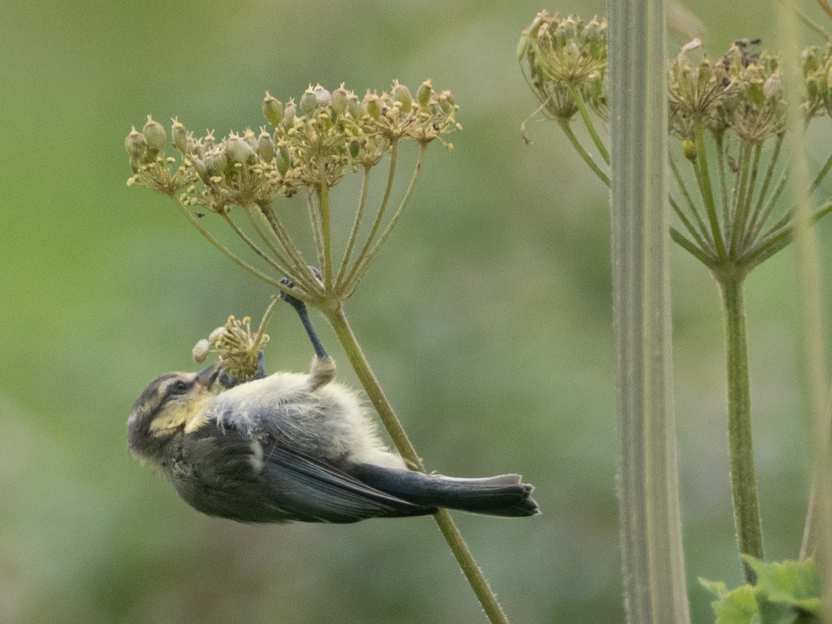 Eurasian Blue Tit - ML638273222