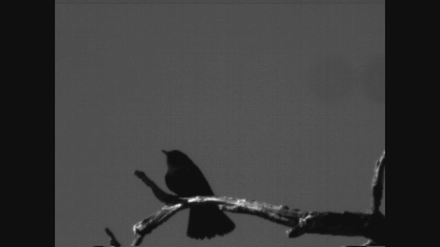 White-winged Black-Tyrant - ML638273227