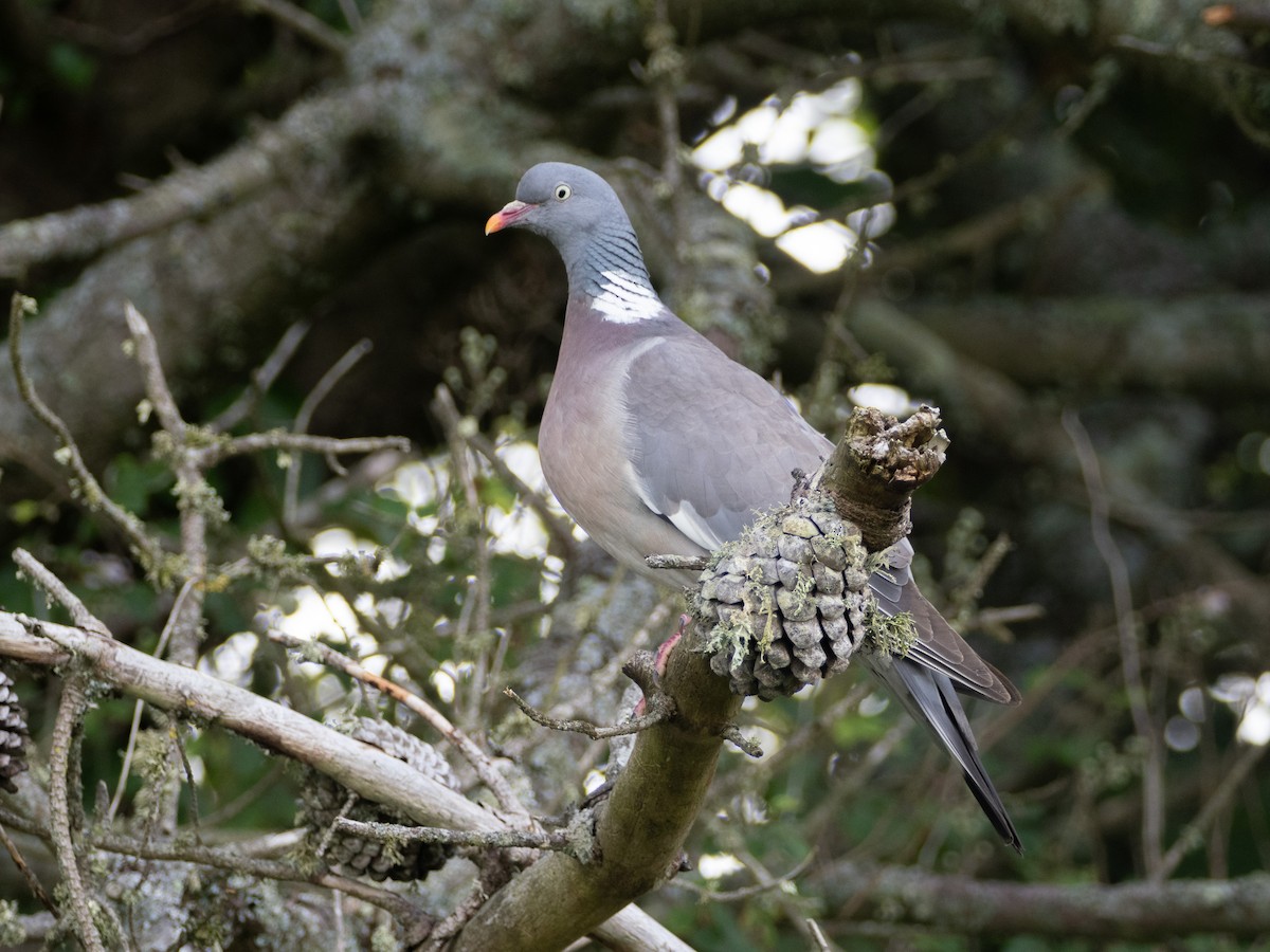 Common Wood-Pigeon - ML638273229
