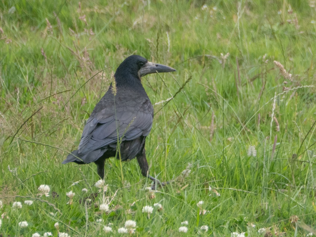 Rook - ML638273233