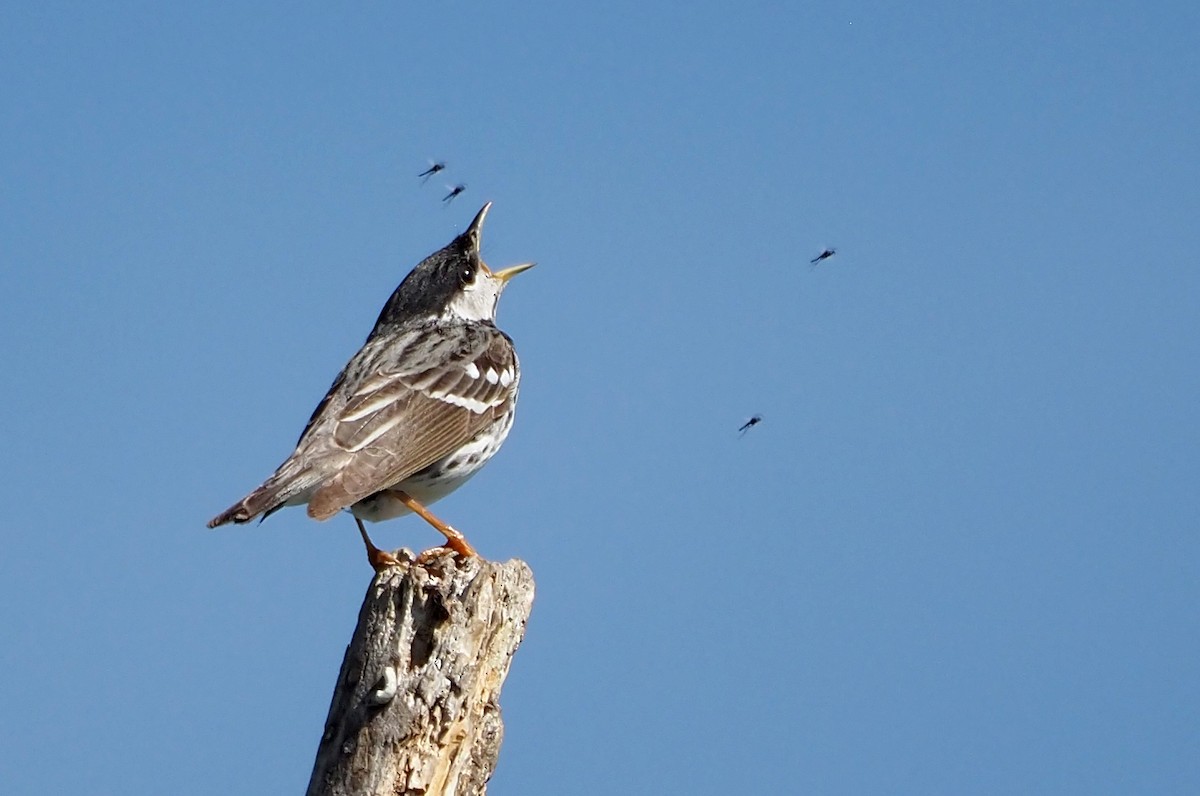 Blackpoll Warbler - ML638273237