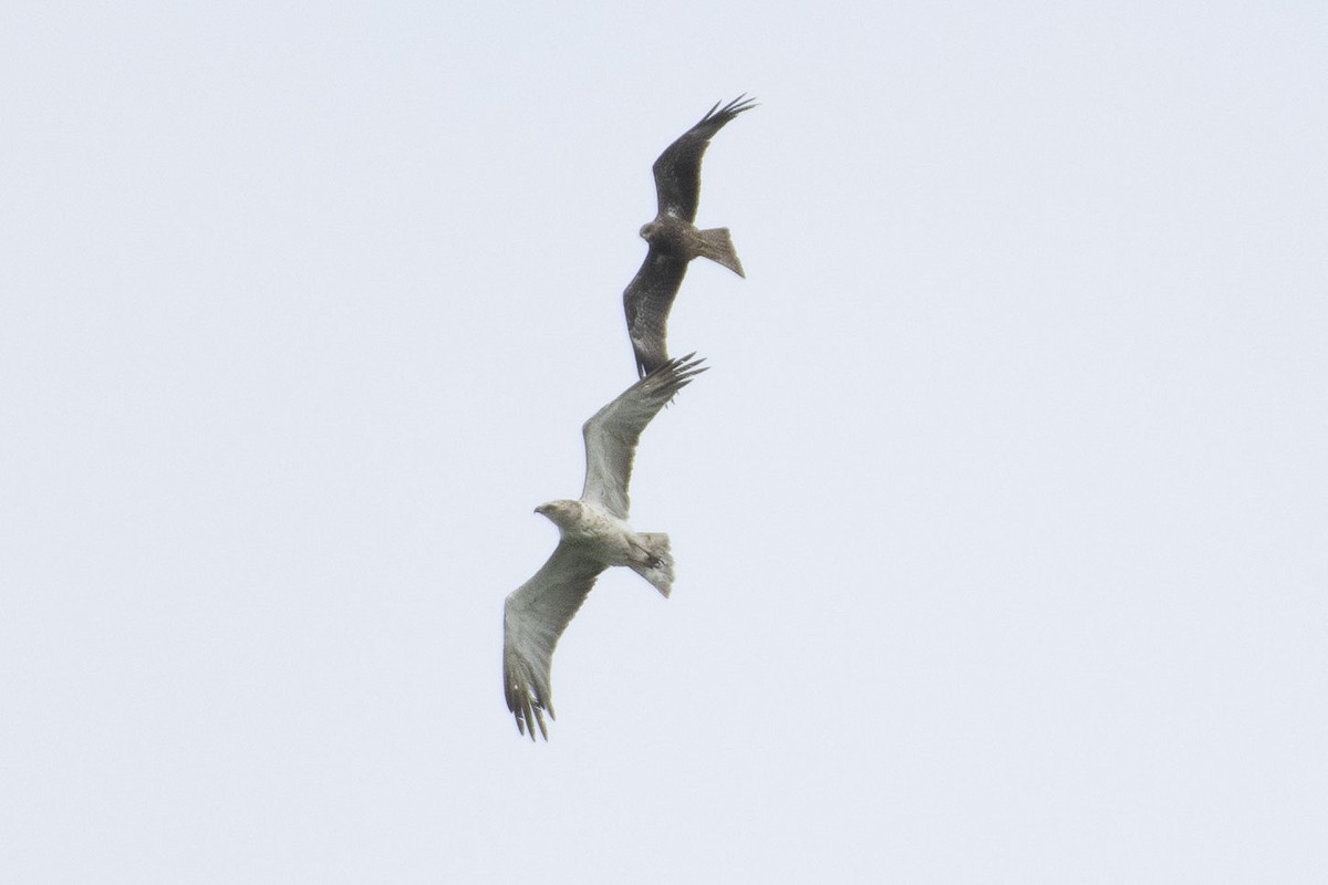 Short-toed Snake-Eagle - ML638273240