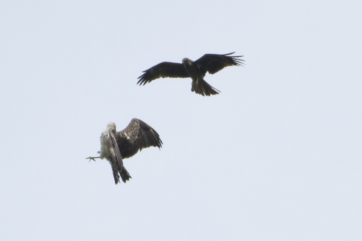 Short-toed Snake-Eagle - ML638273241