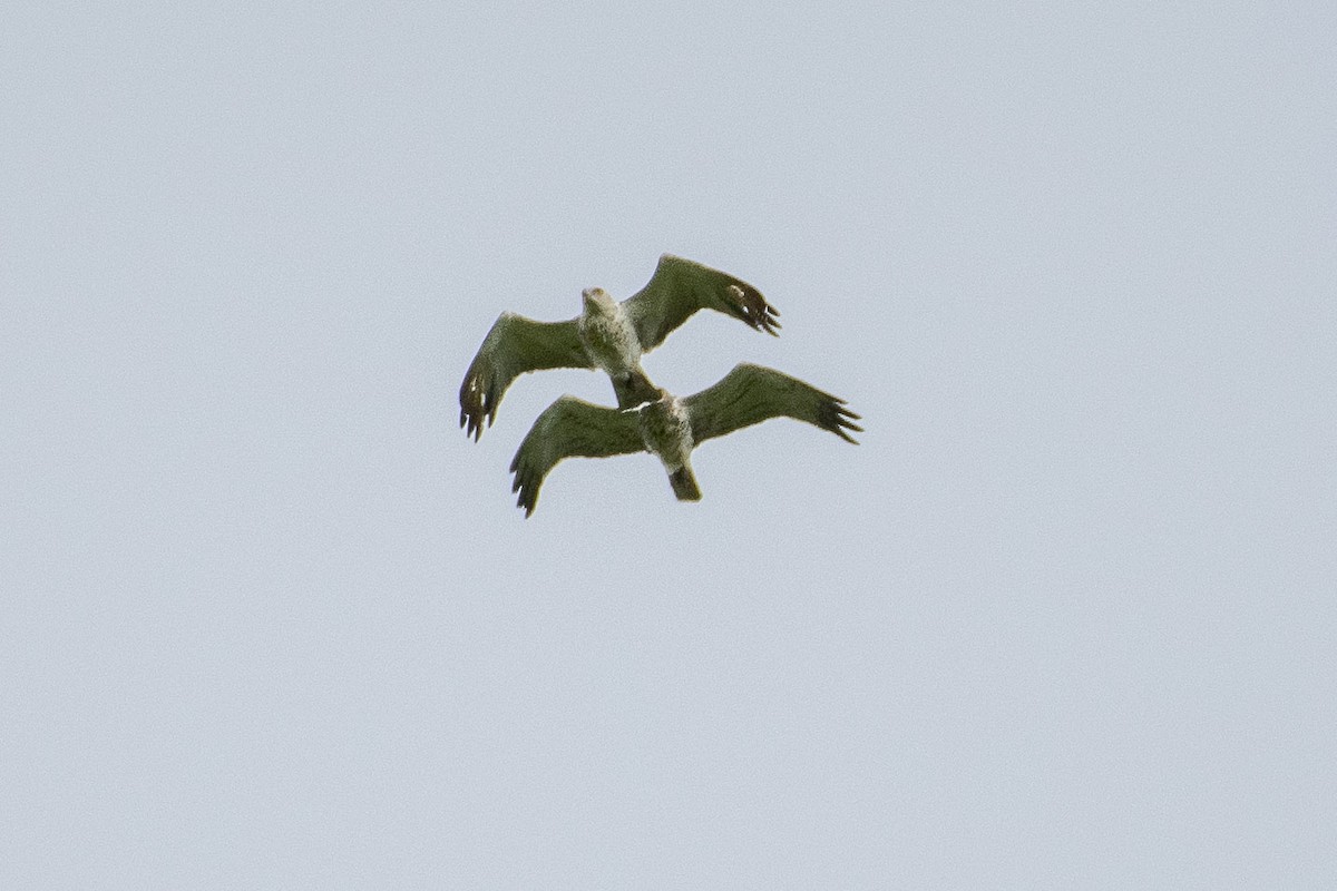 Short-toed Snake-Eagle - ML638273242