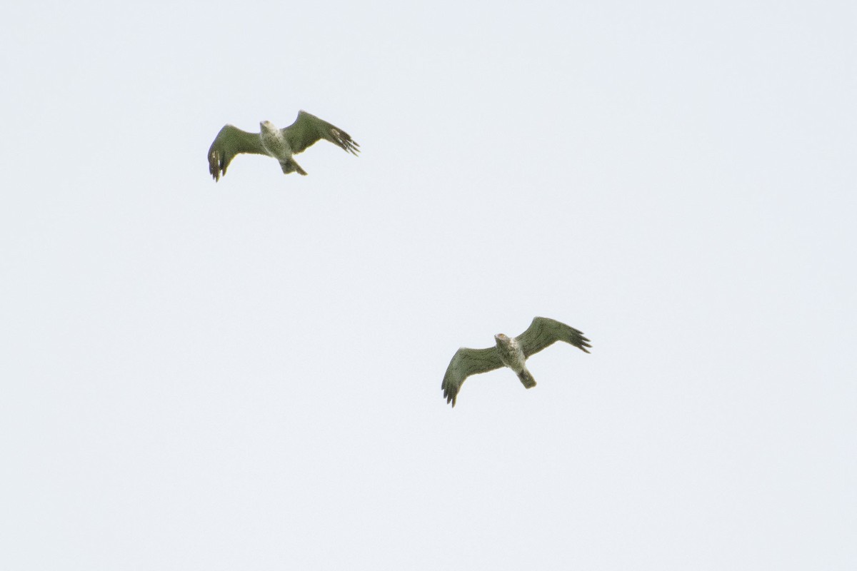Short-toed Snake-Eagle - ML638273244