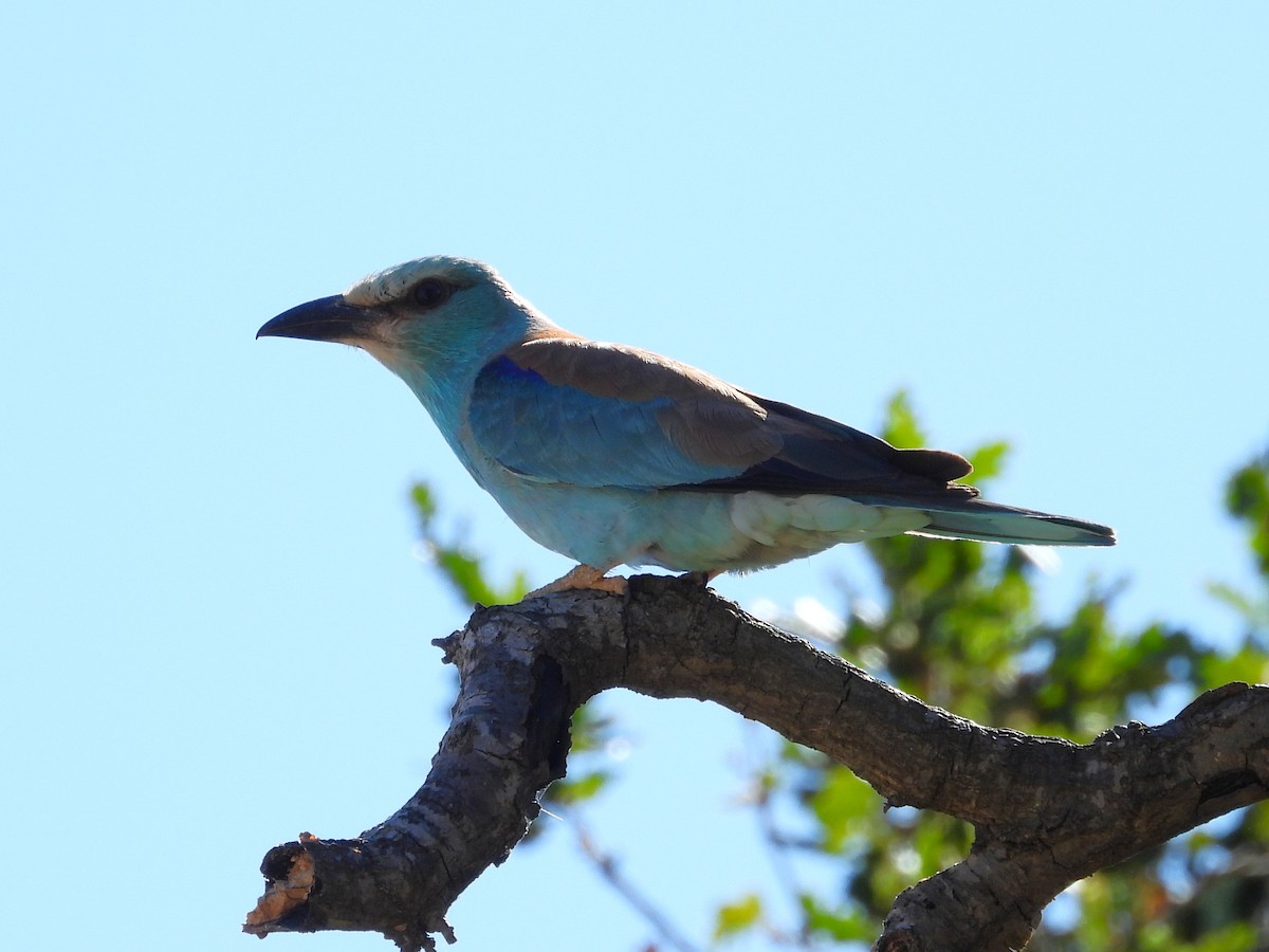 European Roller - ML638273245