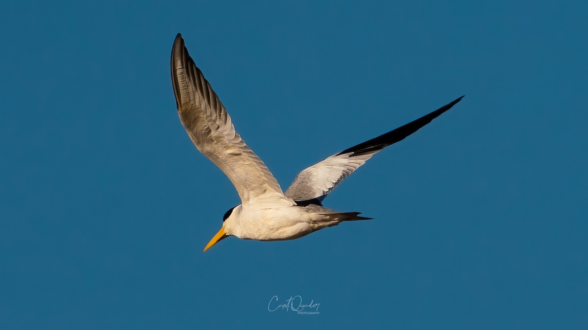 Large-billed Tern - ML638273254