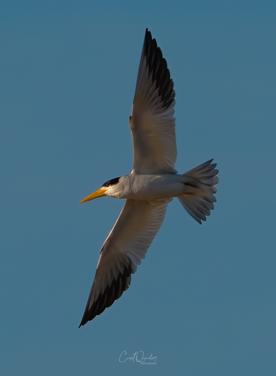 Large-billed Tern - ML638273259