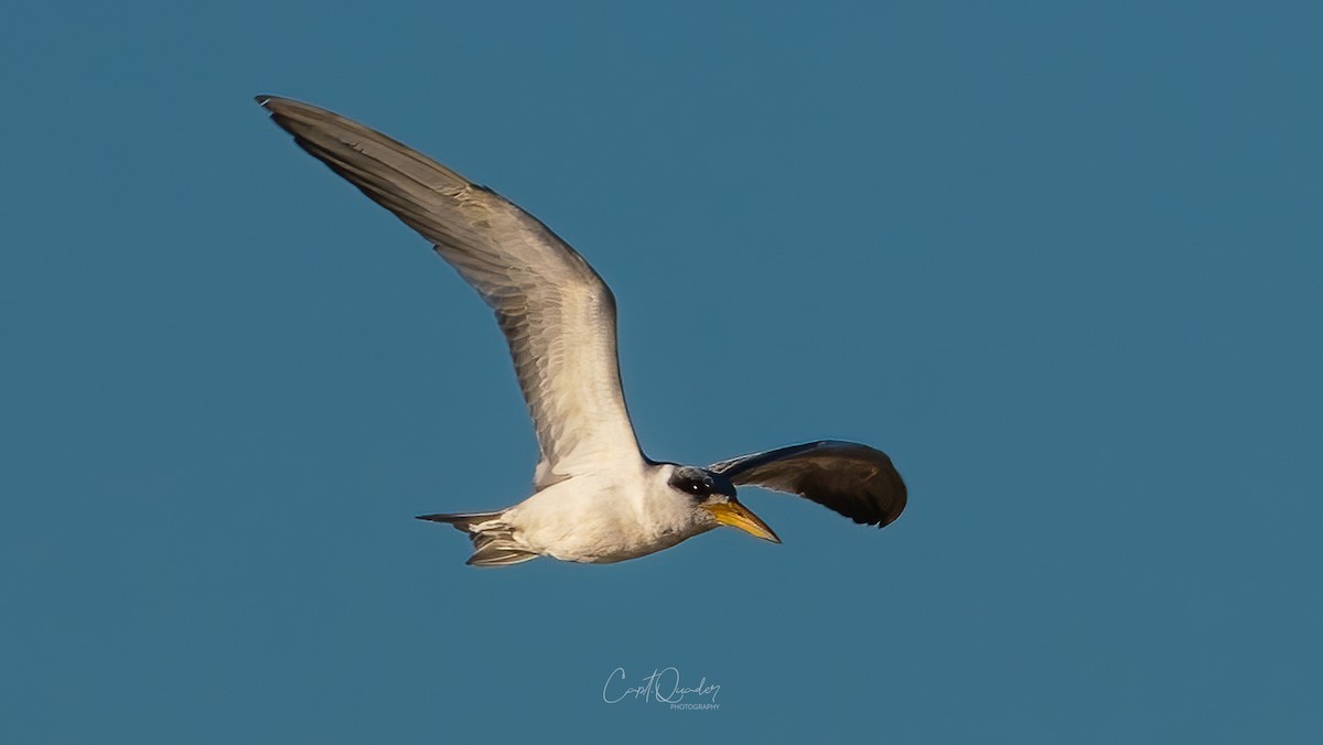 Large-billed Tern - ML638273260