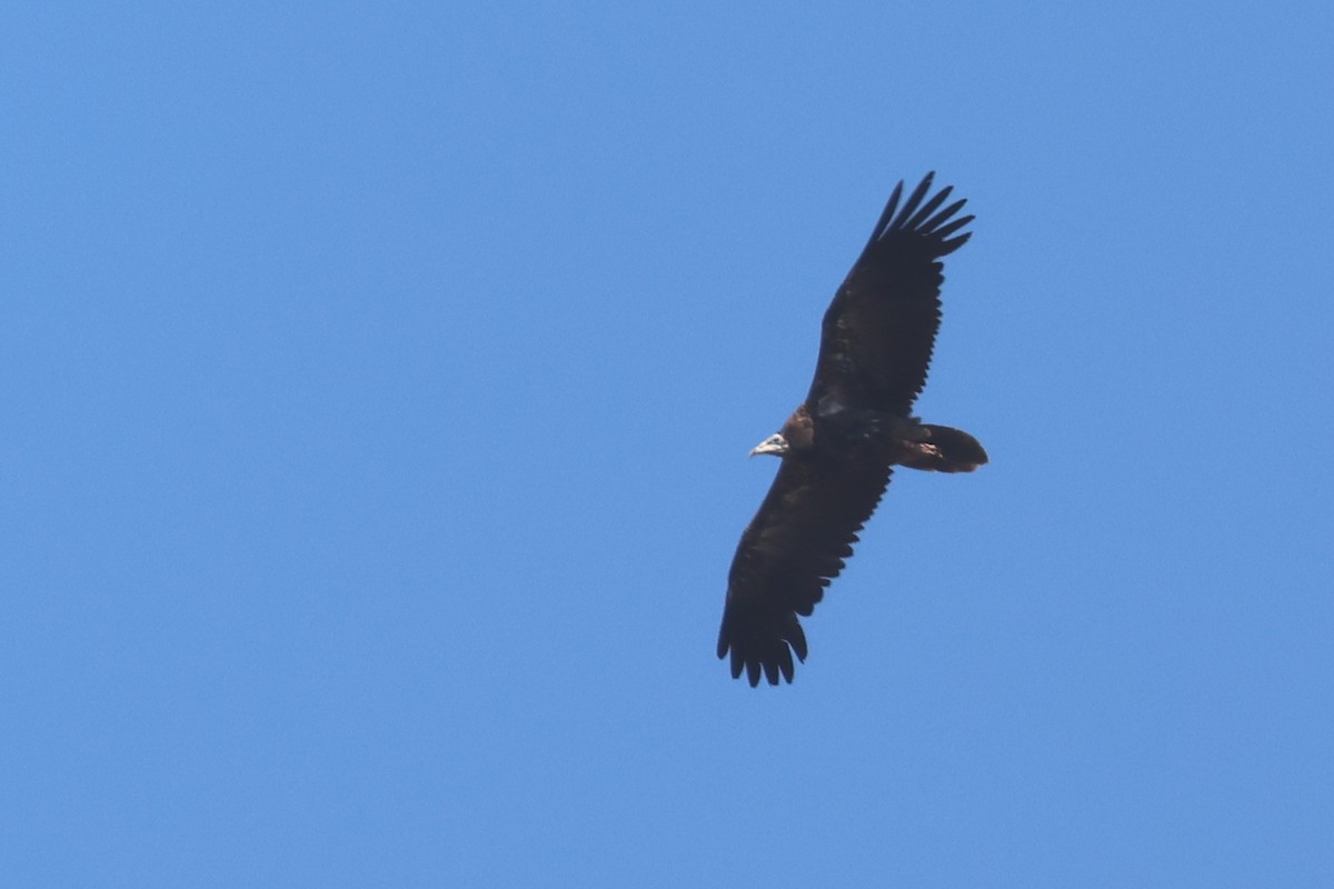 Egyptian Vulture - ML638273264