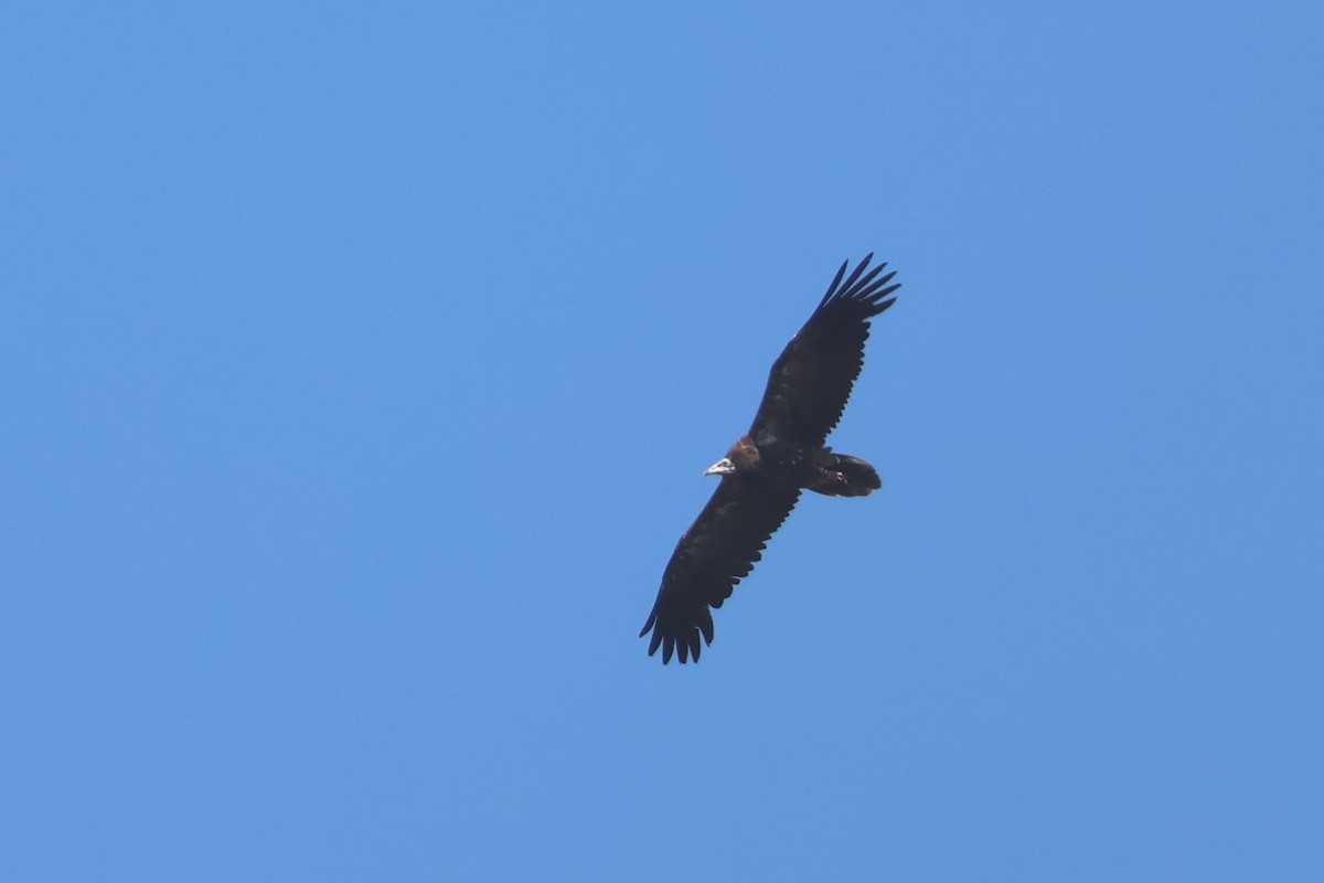 Egyptian Vulture - ML638273265