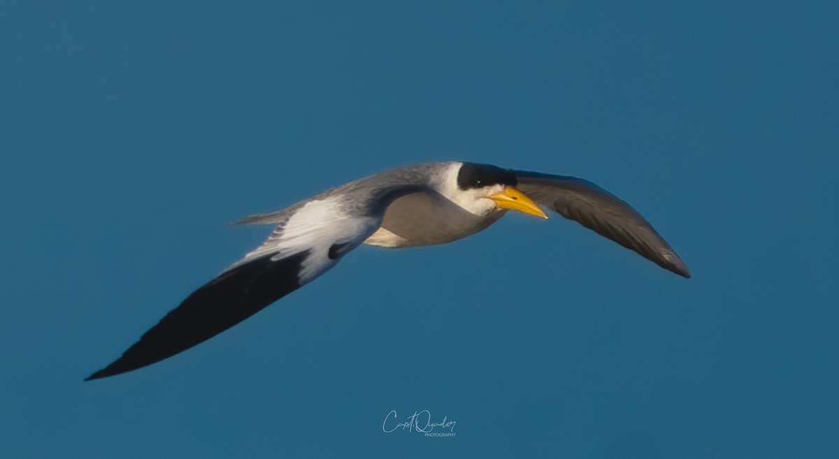 Large-billed Tern - ML638273266