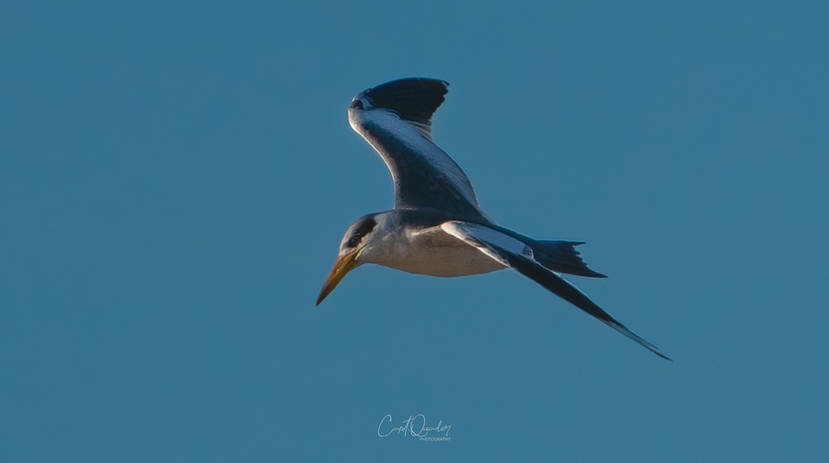 Large-billed Tern - ML638273268