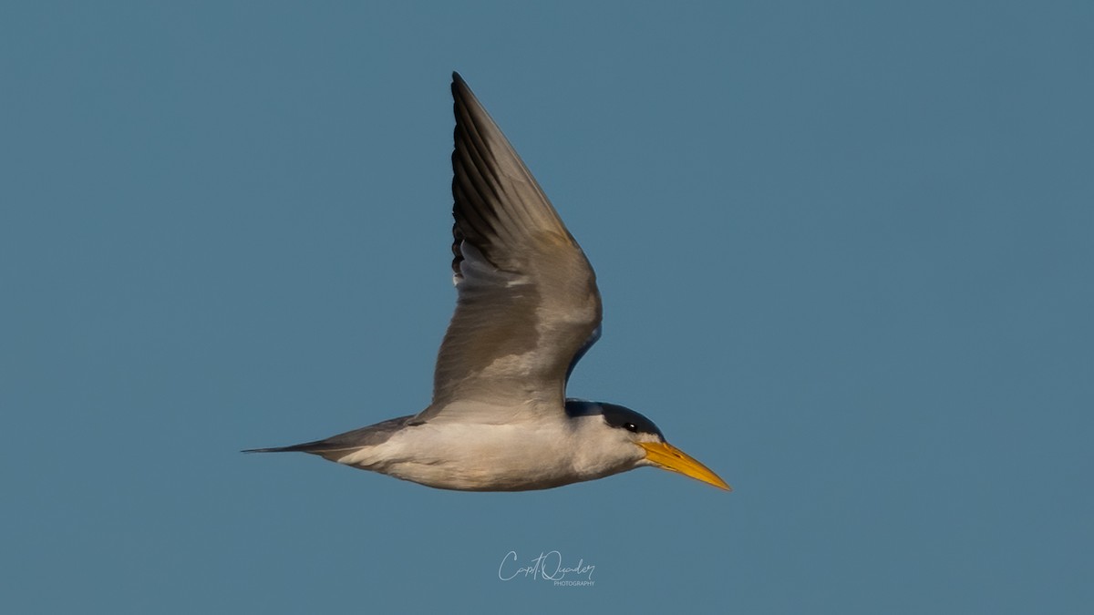 Large-billed Tern - ML638273271