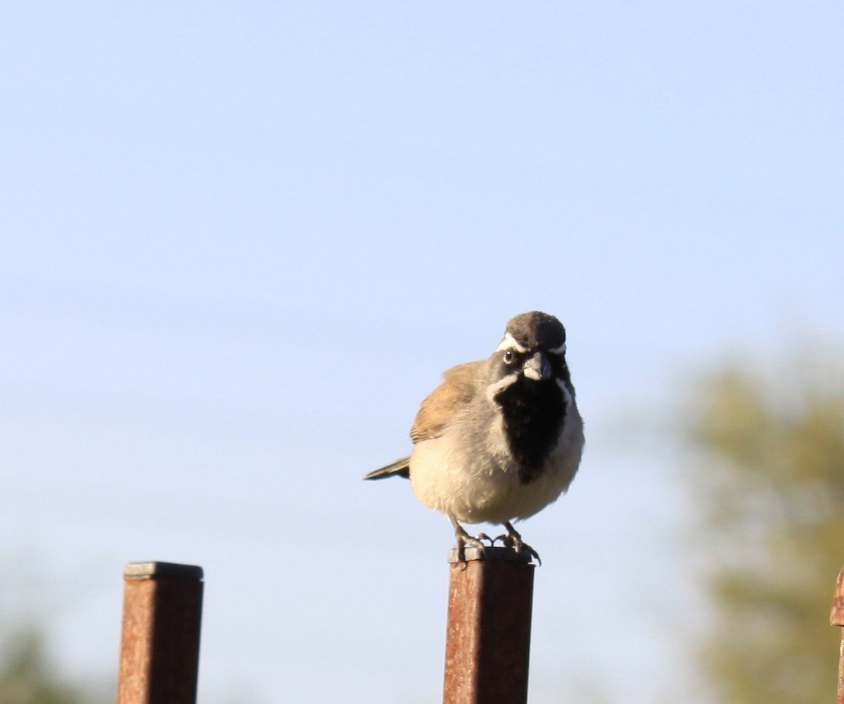Black-throated Sparrow - ML638273272