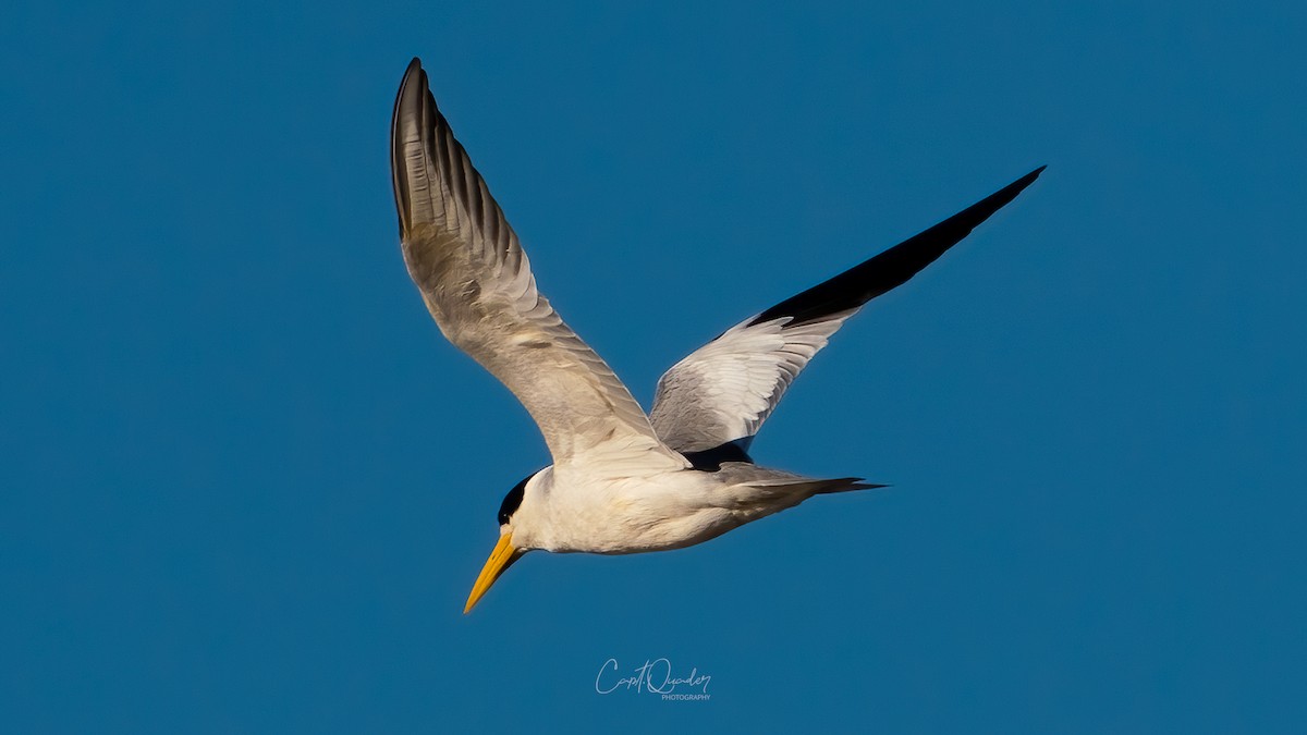 Large-billed Tern - ML638273276