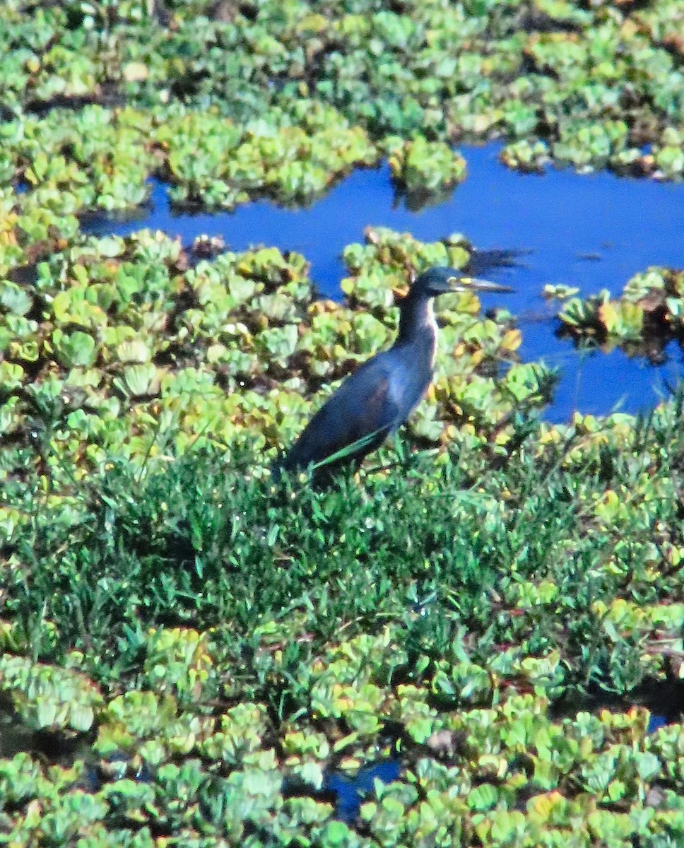 Rufous-bellied Heron - ML638273291