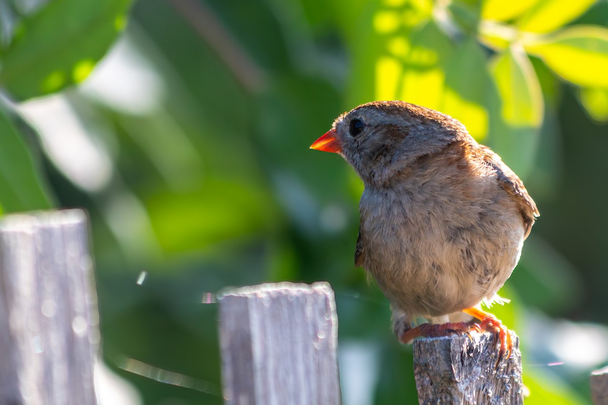 Field Sparrow - ML638273294