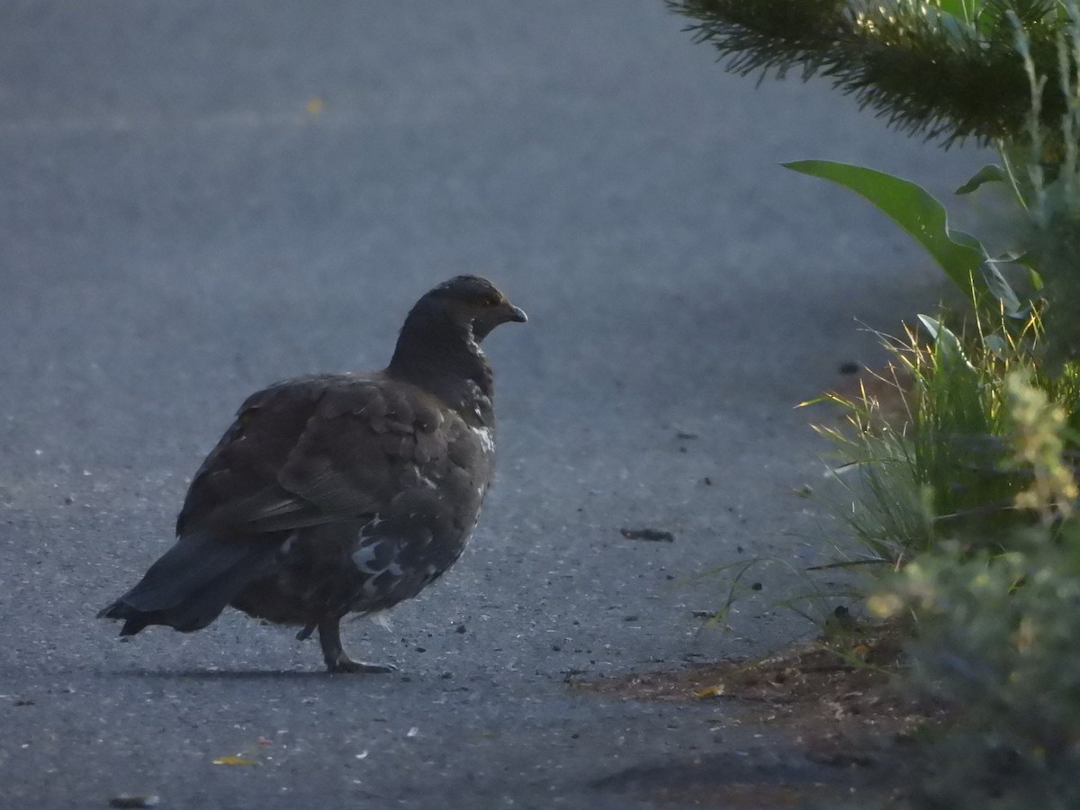 Dusky Grouse - ML638273296