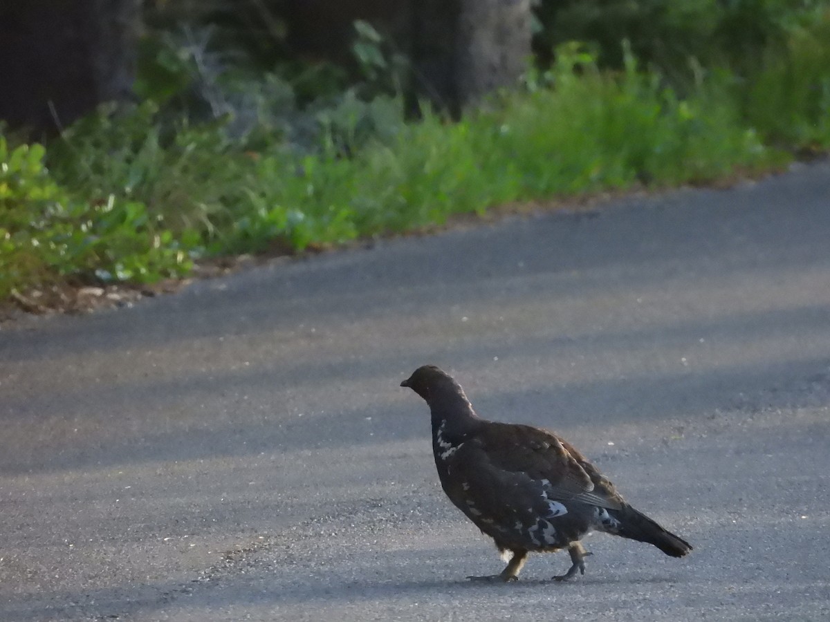 Dusky Grouse - ML638273298