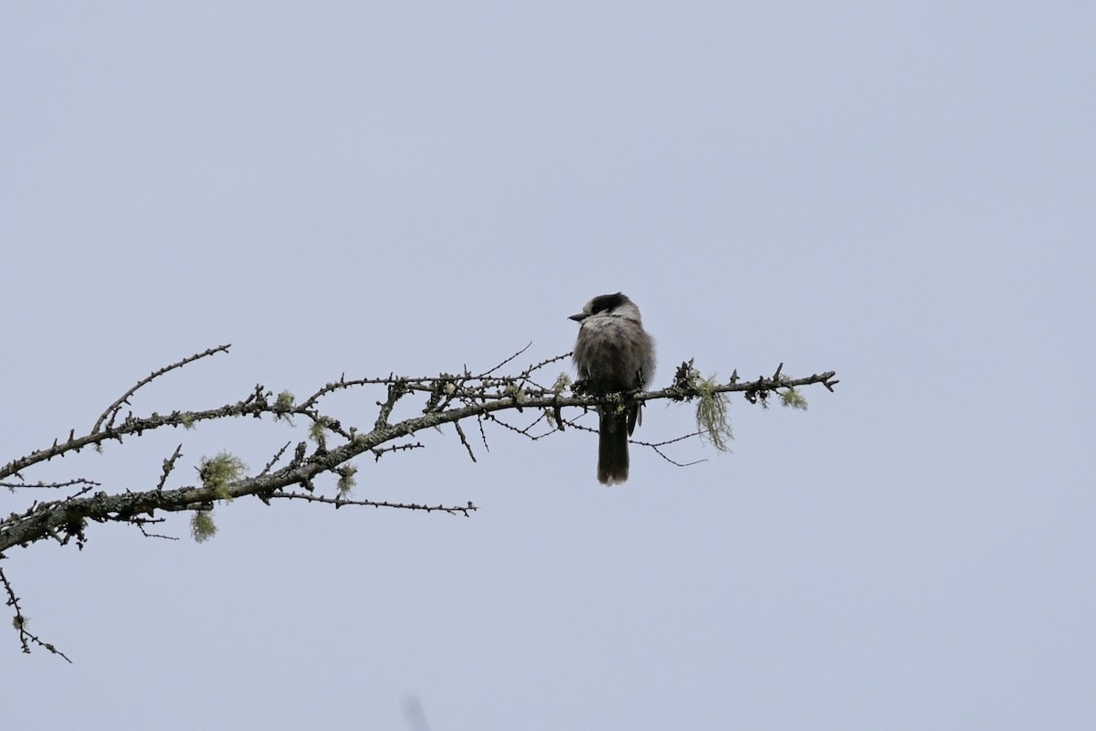 Canada Jay - ML638273301