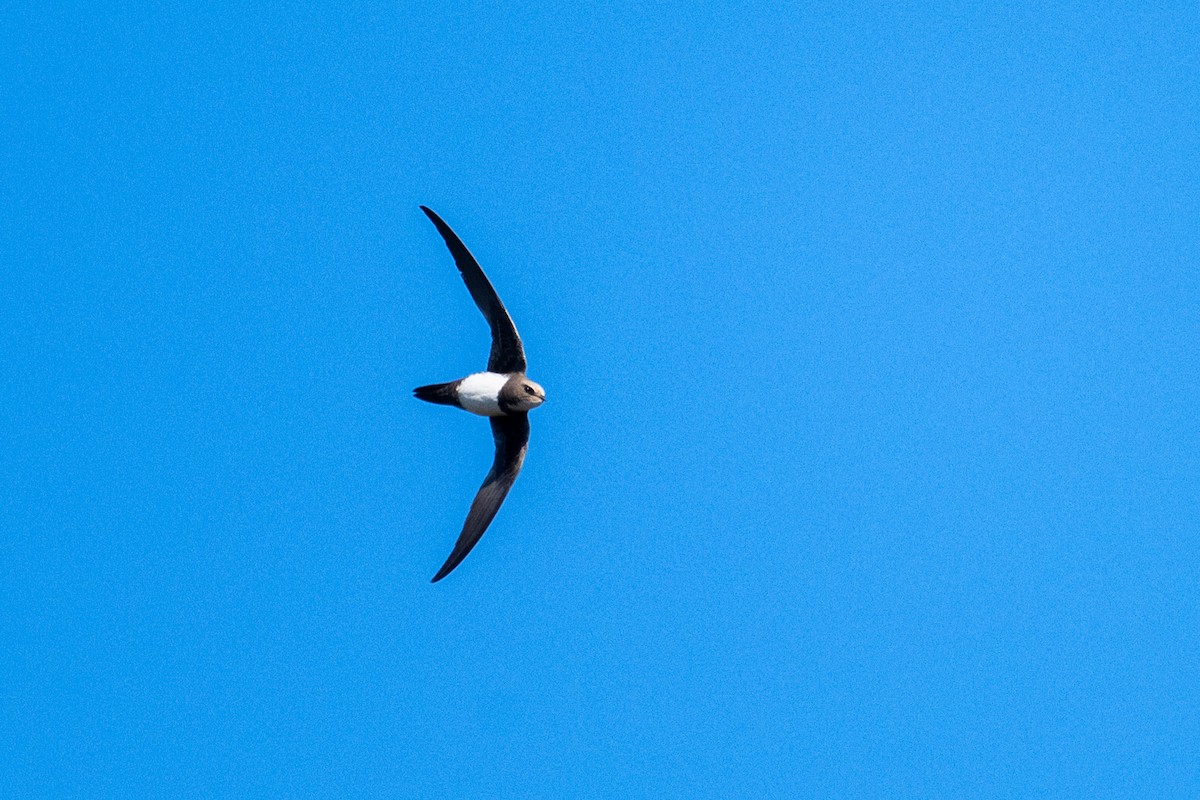 Alpine Swift - ML638273311
