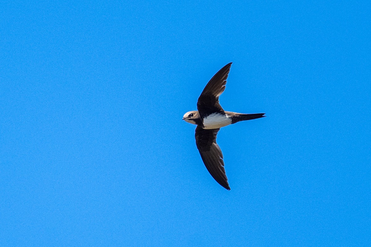 Alpine Swift - ML638273312