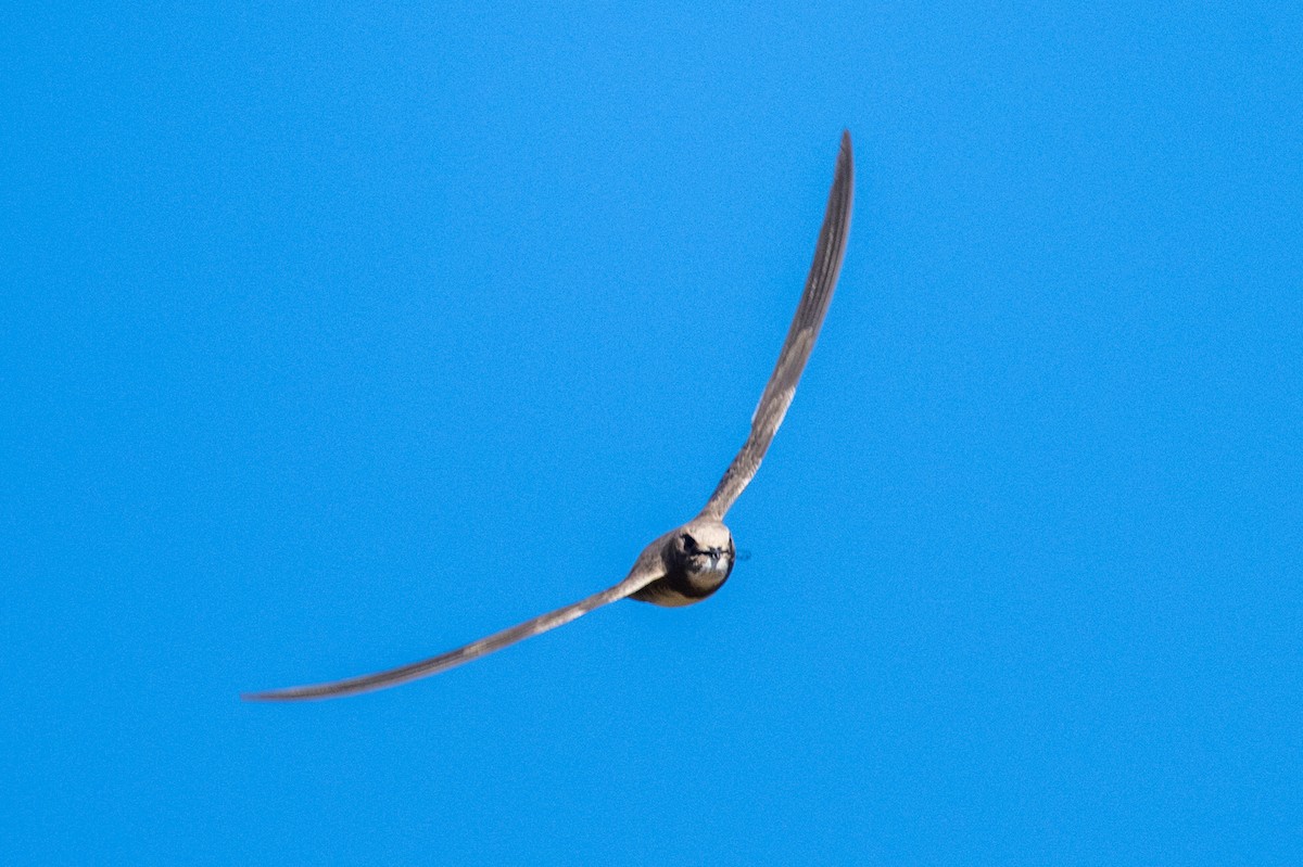 Alpine Swift - ML638273315