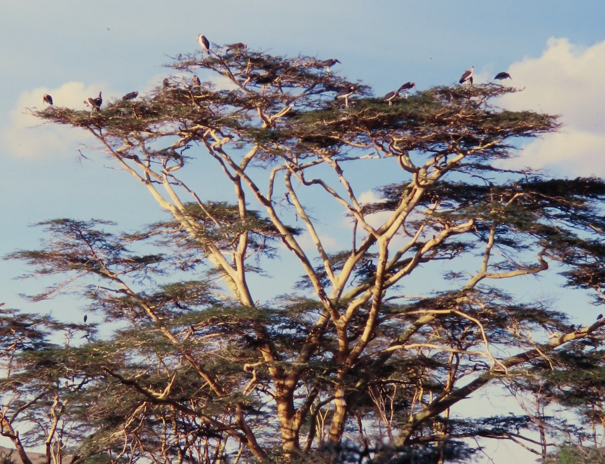 marabu africký - ML638273320