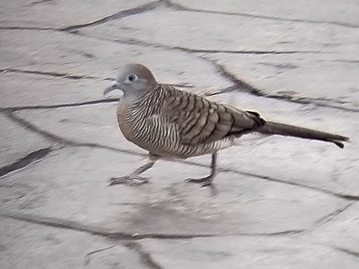 Zebra Dove - ML638273324