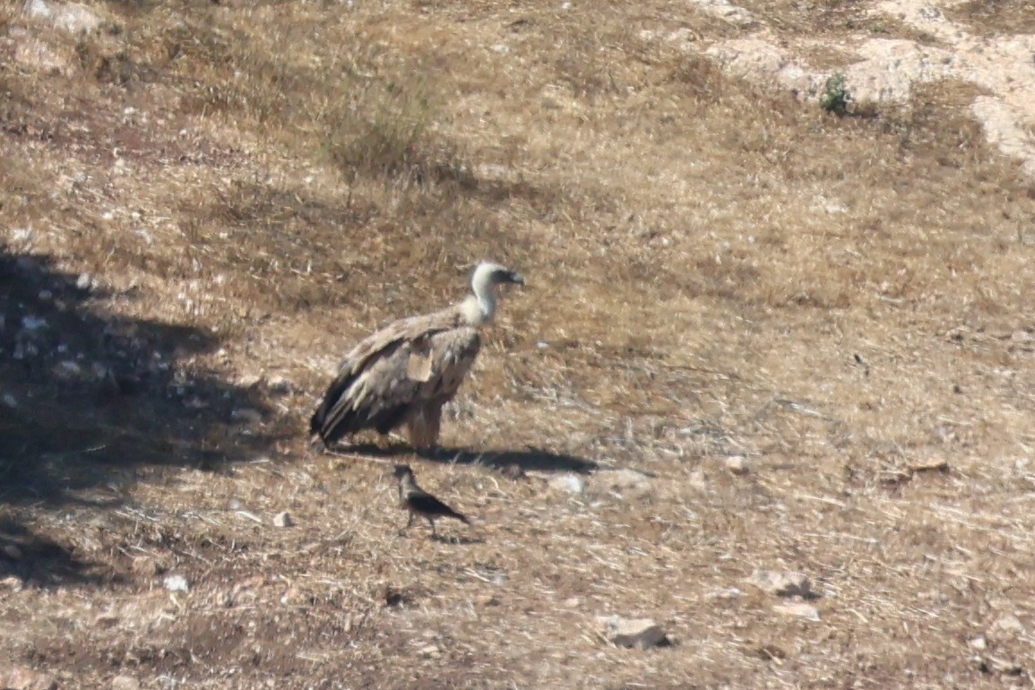 Eurasian Griffon - ML638273328