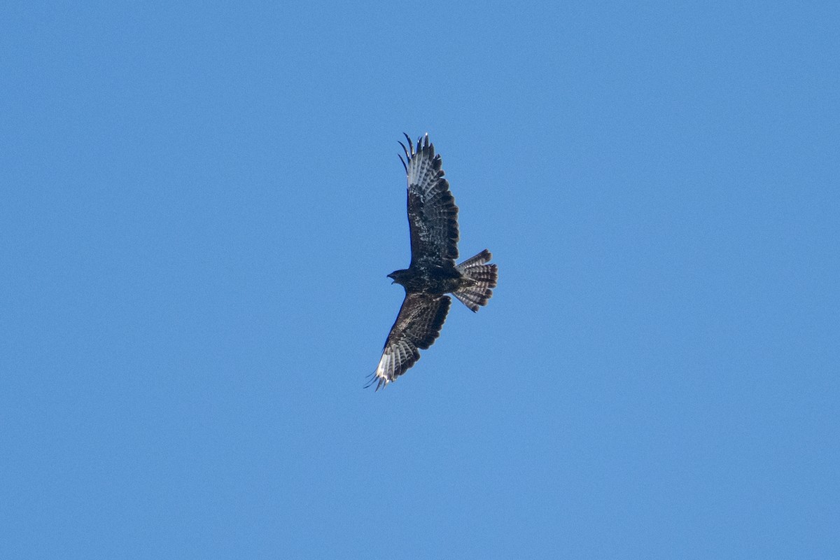 Common Buzzard - ML638273350