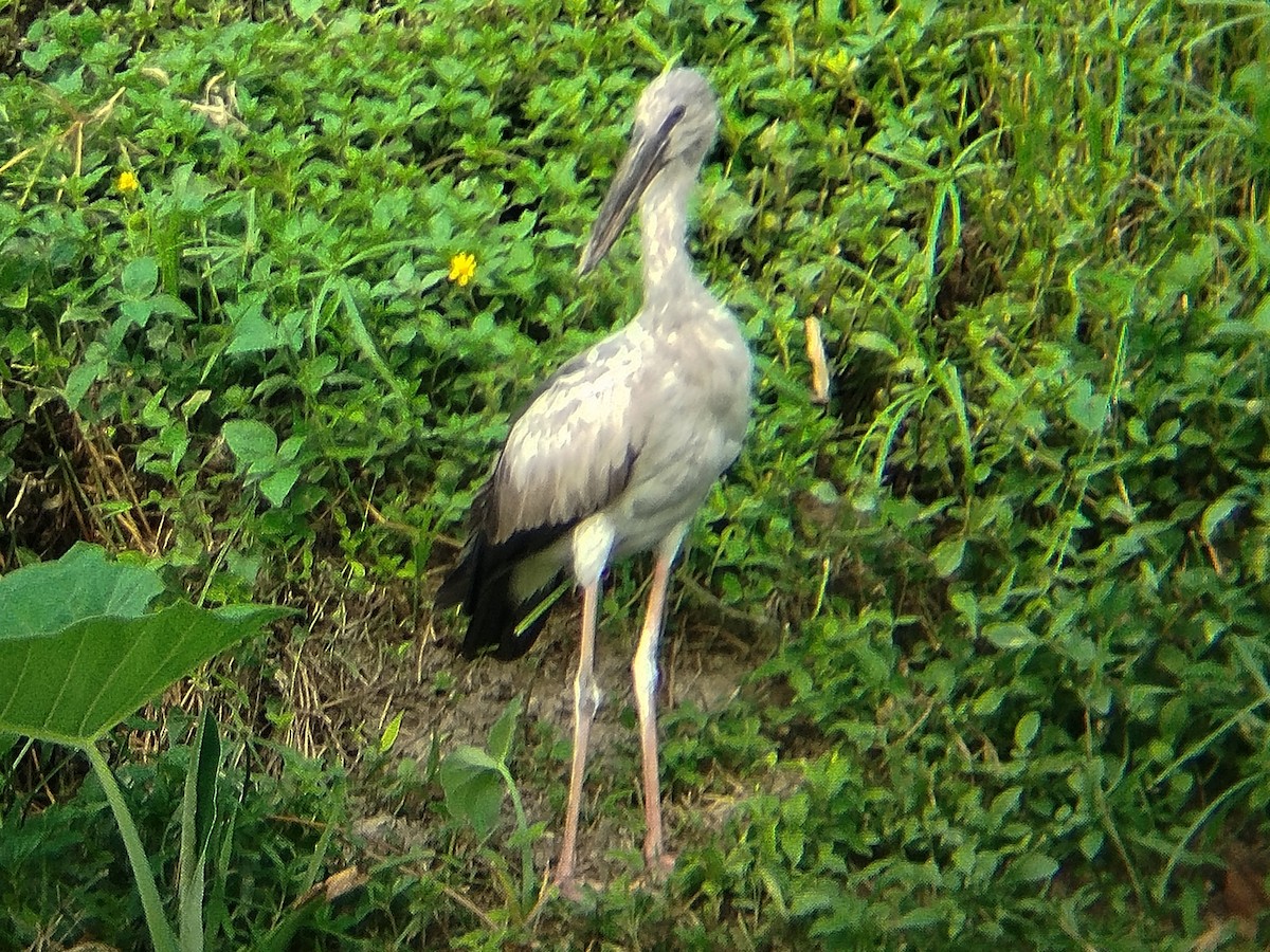Asian Openbill - ML638273354