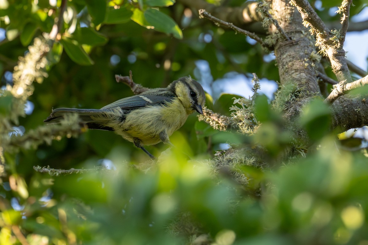 Eurasian Blue Tit - ML638273358