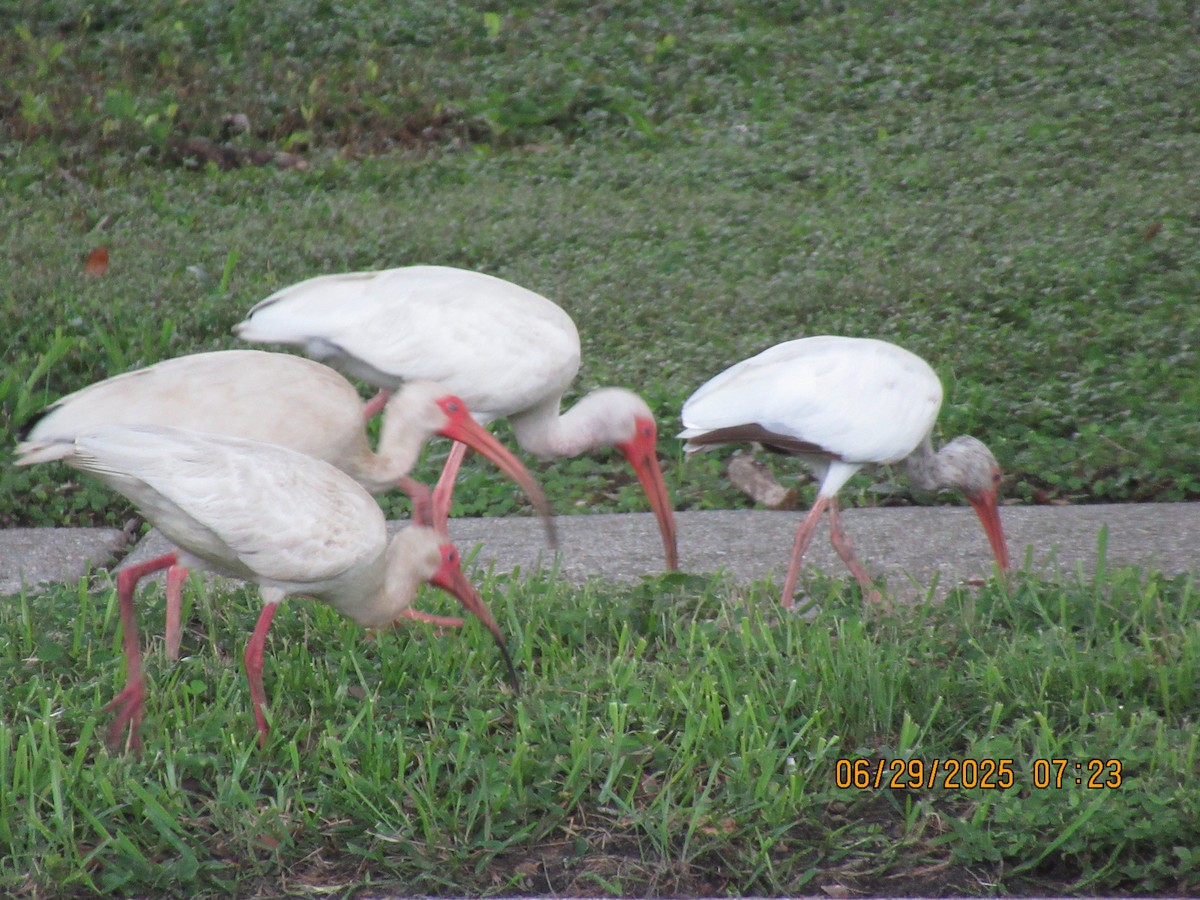 ibis bílý - ML638273374