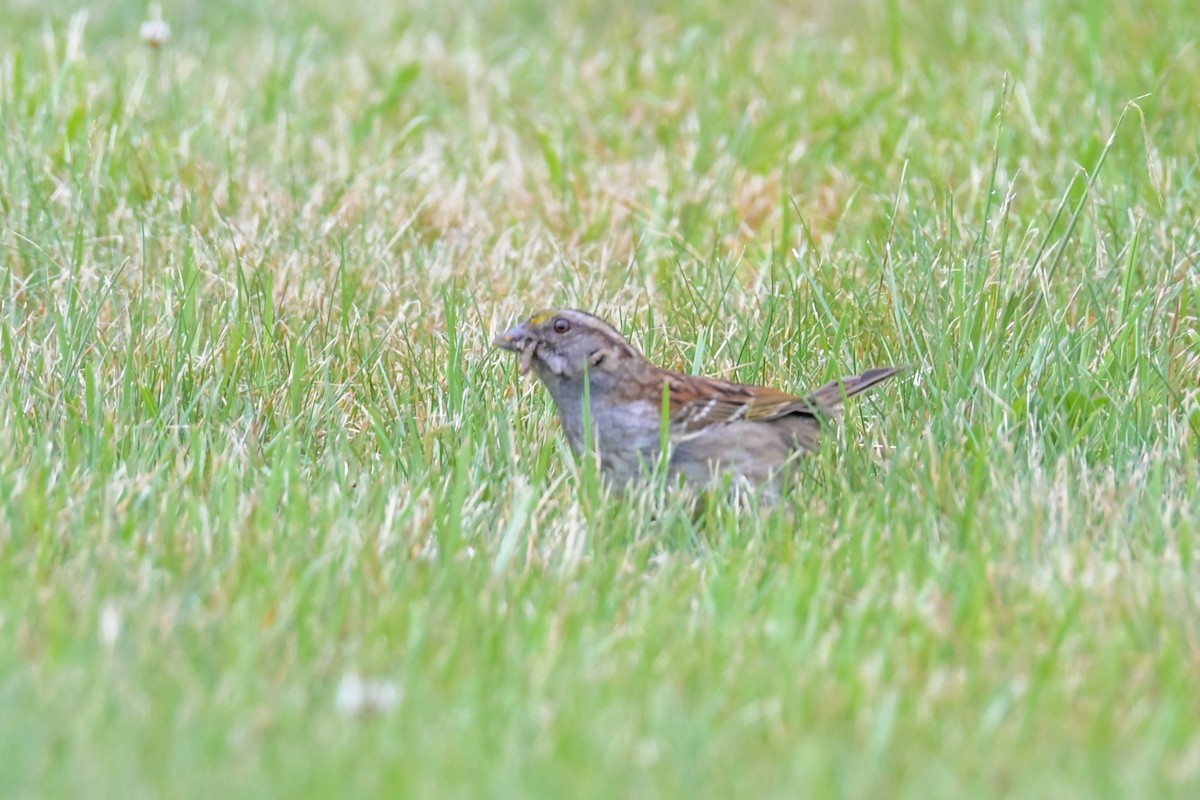 White-throated Sparrow - ML638273403