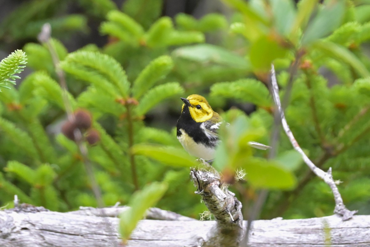Black-throated Green Warbler - ML638273412
