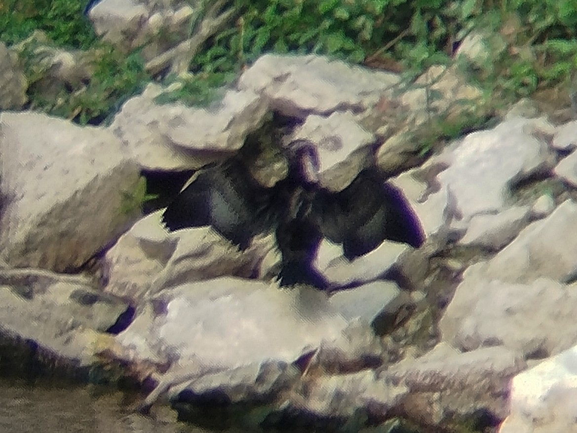 Little Cormorant - ML638273413