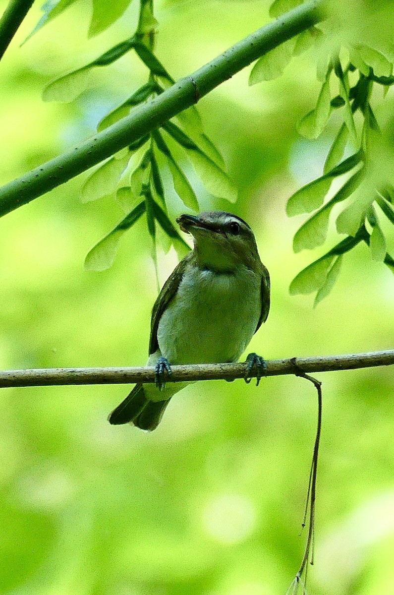 Red-eyed Vireo - ML638273414