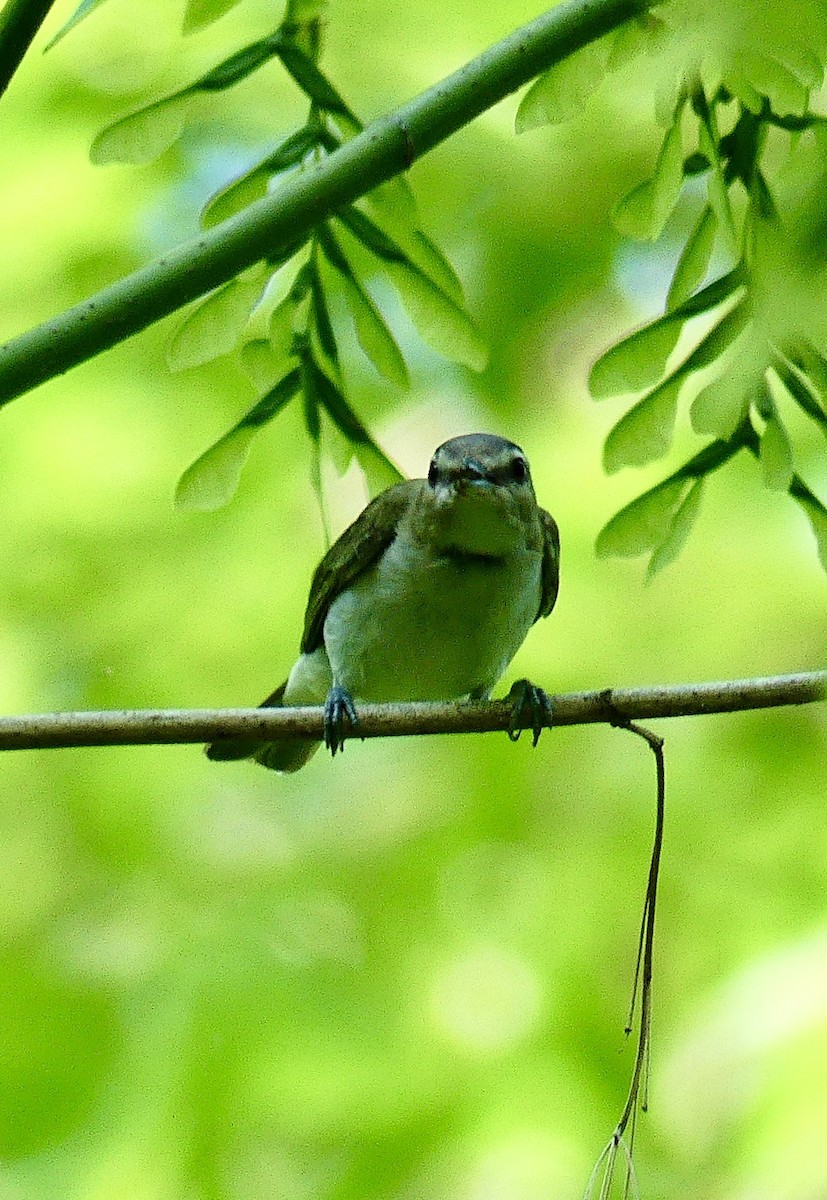 Red-eyed Vireo - ML638273415