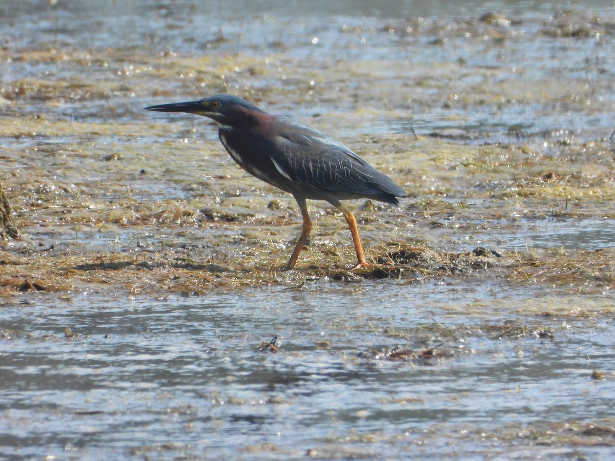 Green Heron - ML638273417