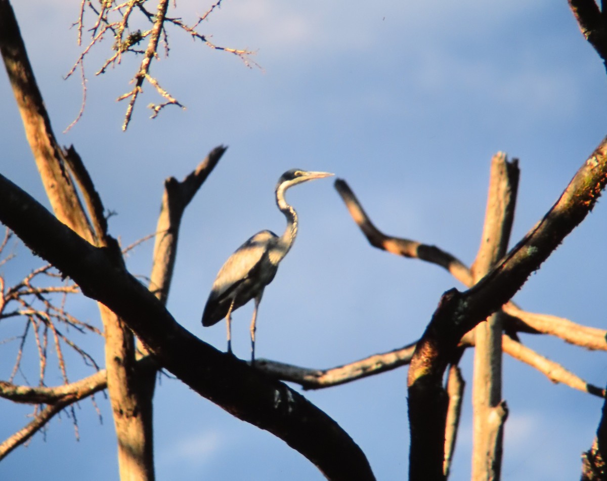 Black-headed Heron - ML638273425