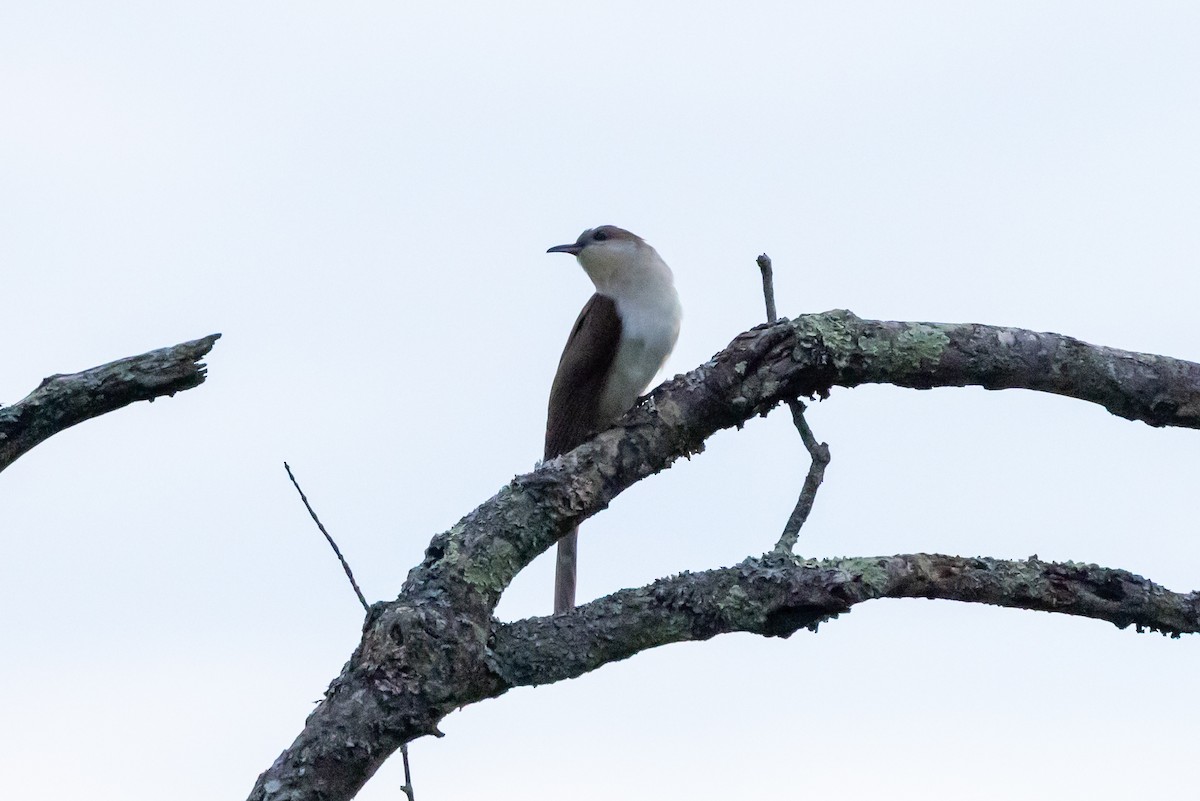 Black-billed Cuckoo - ML638273443