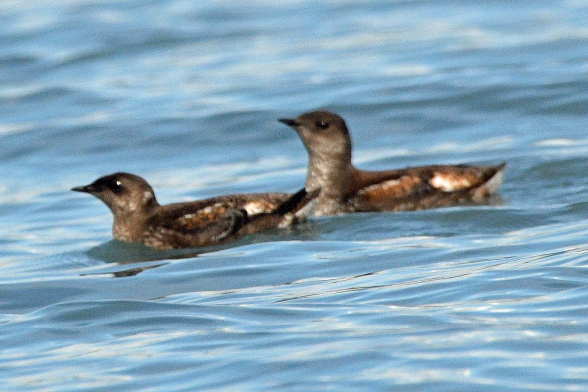 Marbled Murrelet - ML638273452