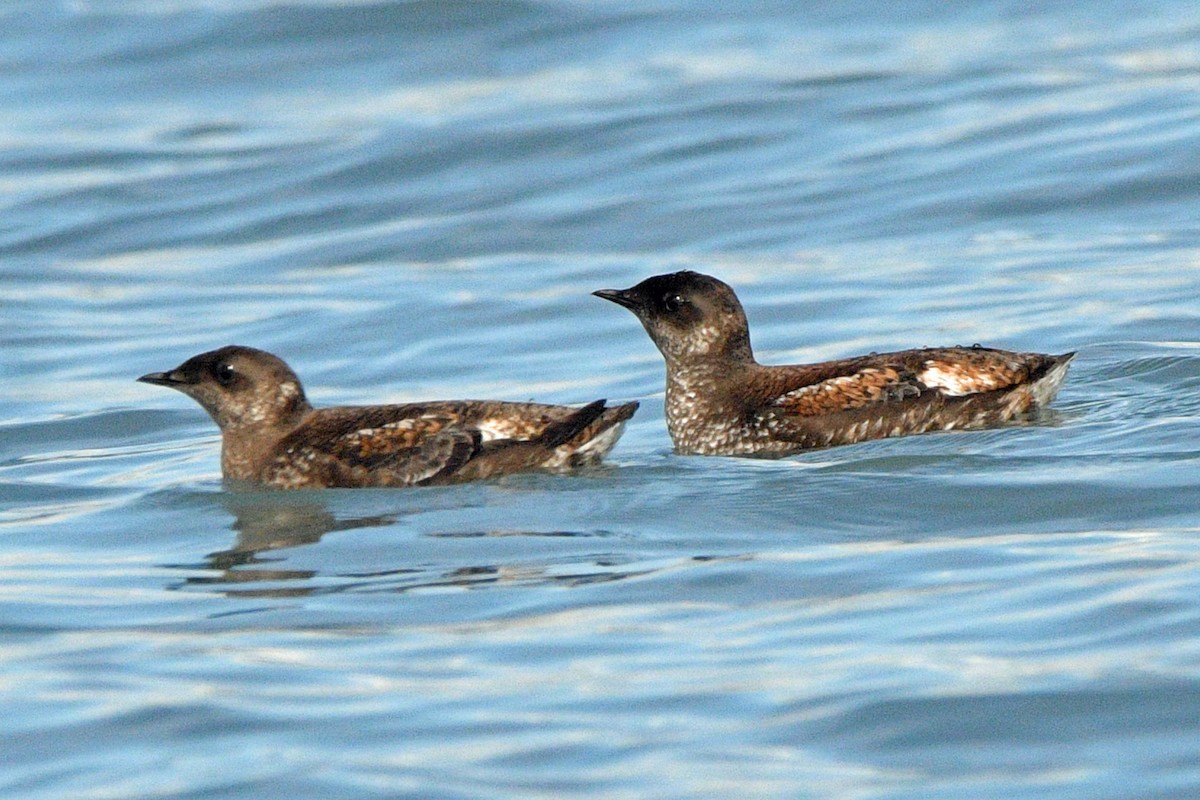 Marbled Murrelet - ML638273460