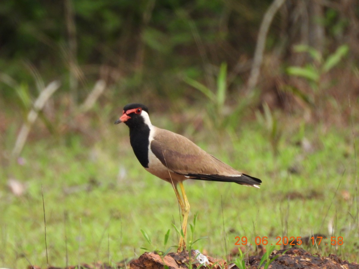 Red-wattled Lapwing - ML638273466