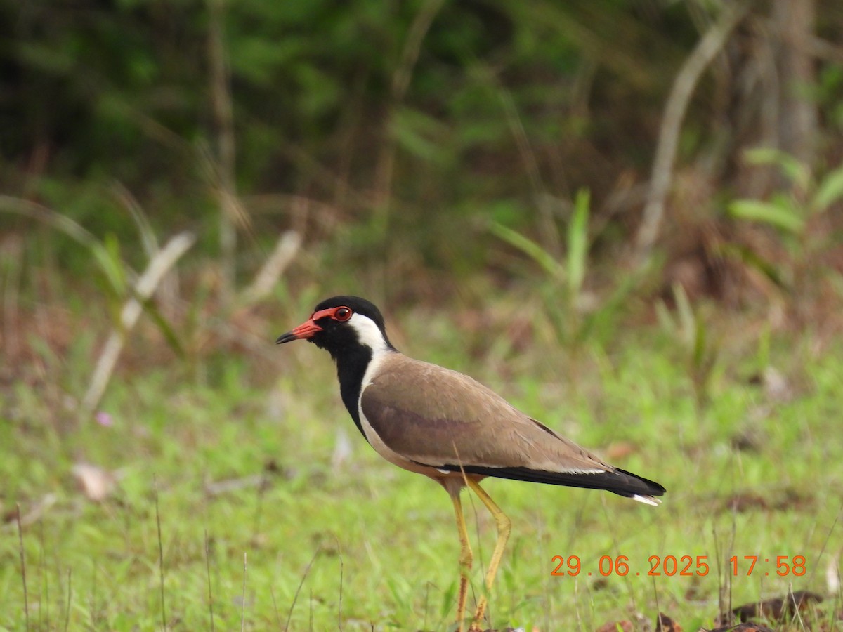 Red-wattled Lapwing - ML638273467